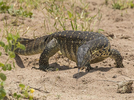 Monitor lizard body and tail in wetland habitat