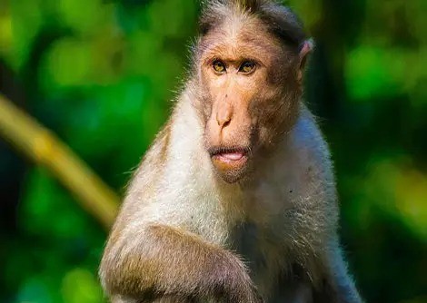 monkey live in groups