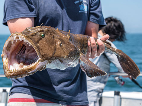 monkfish unique appearance and deep-sea predatory habits