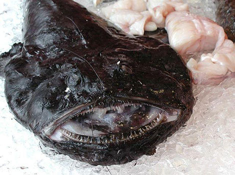 Monkfish is showcasing its large head