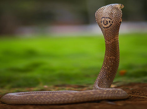 Monocled cobra hood and wetland habitat