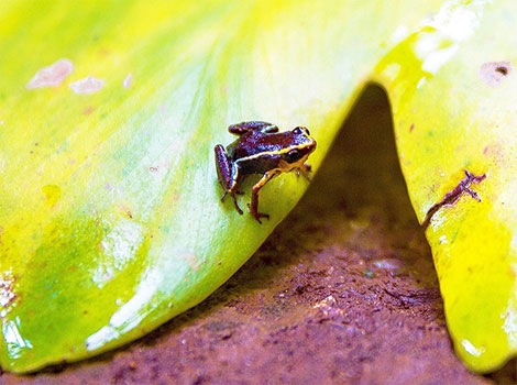Monte Iberia Eleuth small size and camouflage habitat
