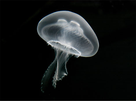 moon jellyfish translucent bell