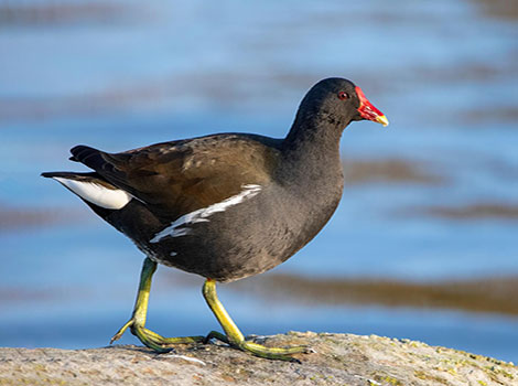 Moorhen freshwater habitat and floating vegetation