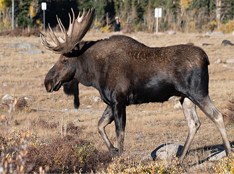 moose anatomy and size comparison in northern forests