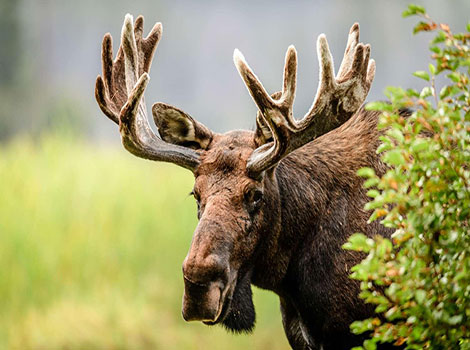 A moose with large antlers standing in a forest