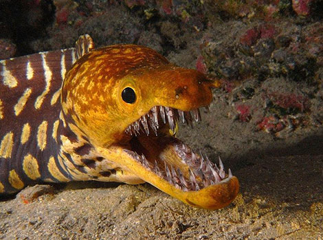 Moray eel coral reef and sharp teeth