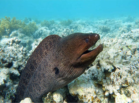 moray eel biological traits and marine environment