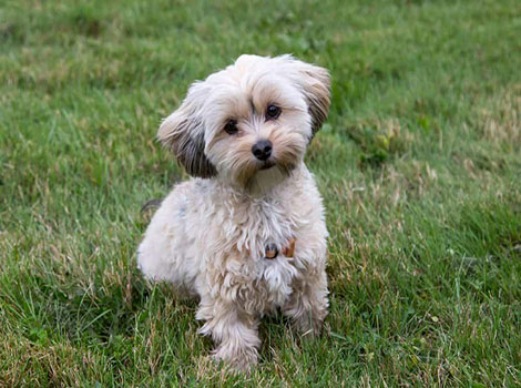 A small Morkie dog is sitting on the grass