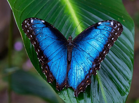 Morpho butterfly and iridescent blue wings