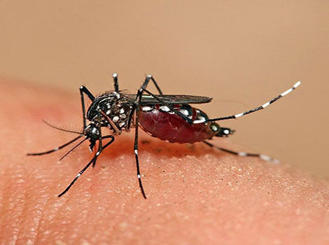 Mosquito anatomy and blood feeding behavior