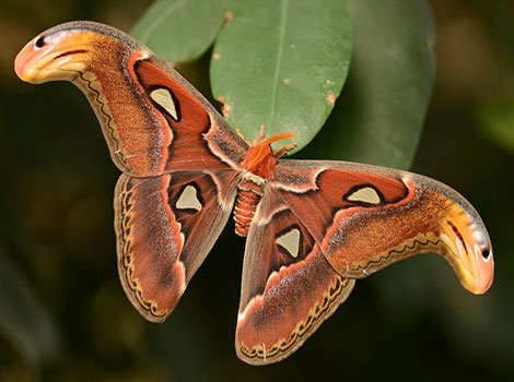 Moth species and intricate wing patterns