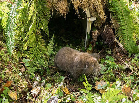 Mountain Beaver reddish-brown fur and dense forest habitat