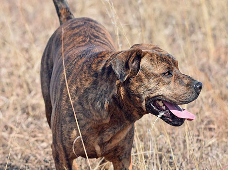 A Mountain Cur dog is walking through a grassy field