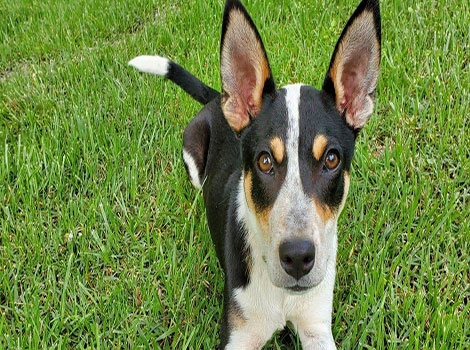Mountain Feist hunting dog with brindle coat and semi-erect ears