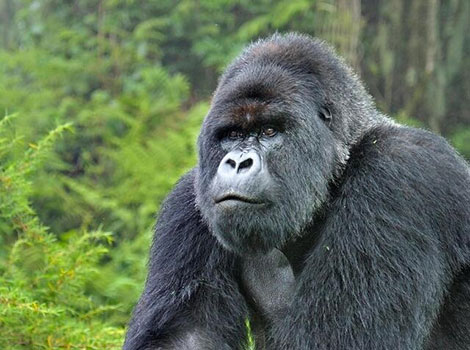 mountain gorilla behavior and habitat in central Africa