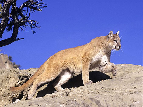 A mountain lion walking across rocky terrain with a clear blue sky
