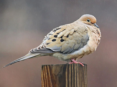 mourning dove call and tree habitat
