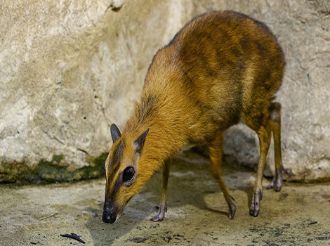 A Mouse-Deer is standing on the ground