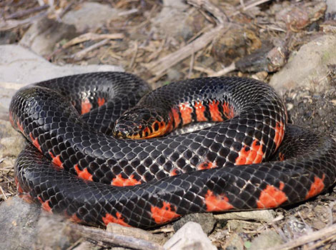 Mud snake red belly