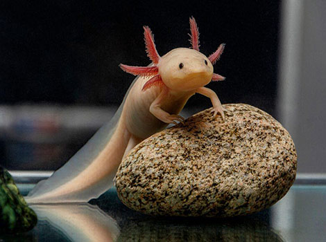 Mudpuppy external gills