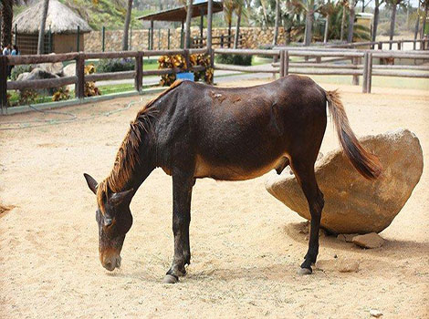 A mule is grazing in a fenced area