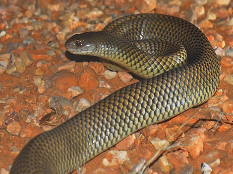 Mulga snake brown scales and rocky terrain