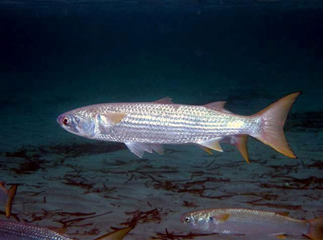 Mullet fish feeding behavior and estuary habitat