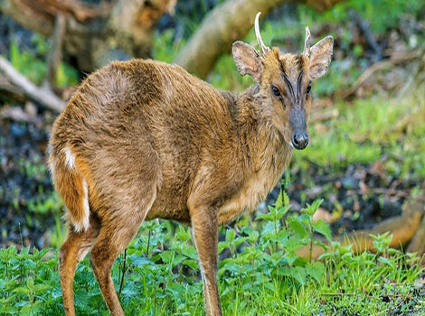 A Muntjac is standing in a forested area