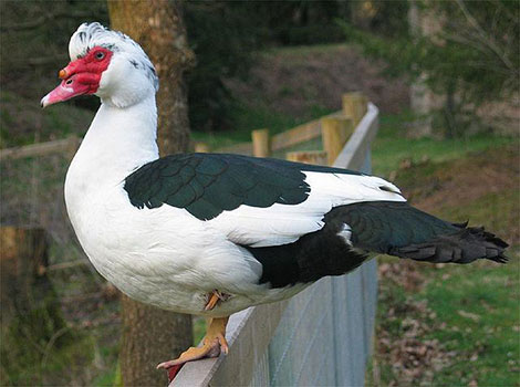 muscovy duck caruncles and wetland habitat