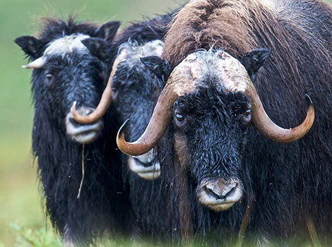 musk ox horns and Arctic environment in Alaska