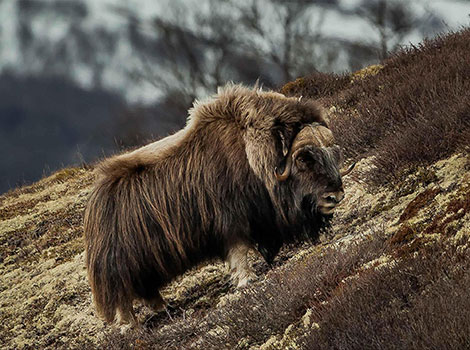 A Muskox standing on rocky terrain with its thick fur