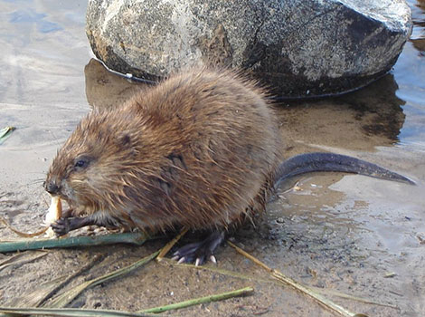 A muskrat sitting by the water, eating, with its long tail
