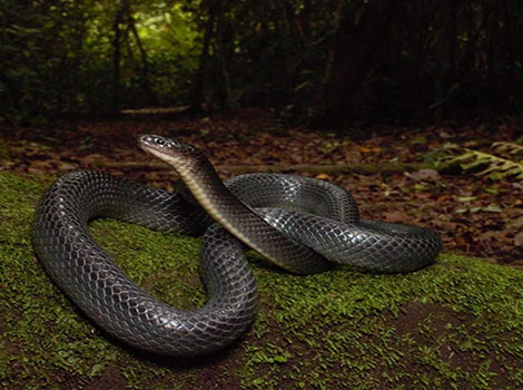 Mussurana snake black scales