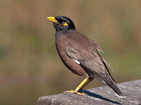 Common Myna vocalizes on a rooftop in an urban area in Asia