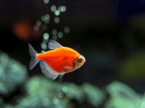 neon tetra freshwater fish and iridescent hues