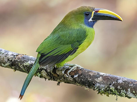 northern-emerald-toucanet-and-colorful-beak