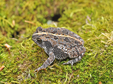 Oak toad in sandy pine forests and wetlands