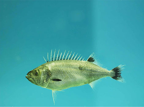 Ocean whitefish tropical fish and schooling behavior