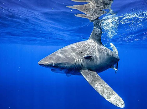 Oceanic whitetip shark and apex predator behavior