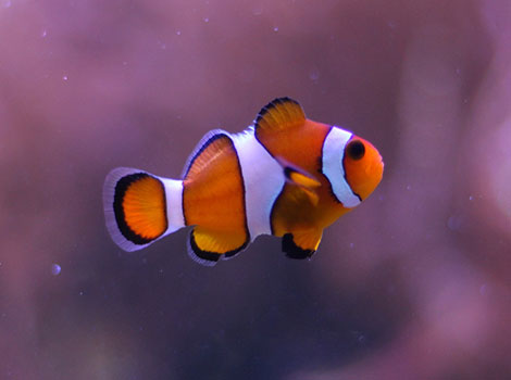 ocellaris clownfish reef and sea anemone symbiosis