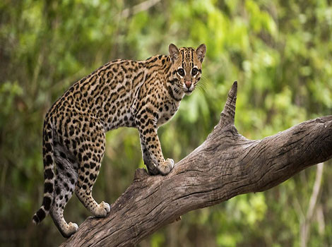 ocelot wildcat with spotted coat in tropical forest