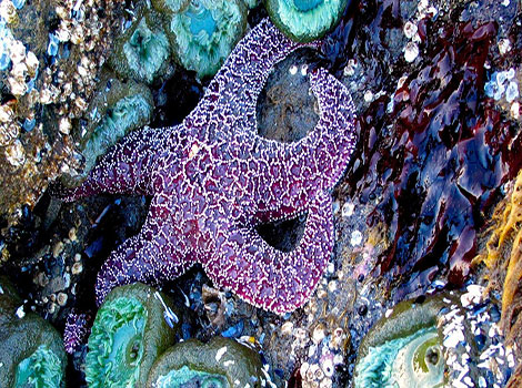 An Ochre Sea Star (Pisaster ochraceus) in a tidepool along the Pacific coastline