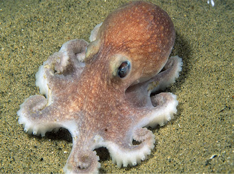 octopus marine intelligence and camouflage ability