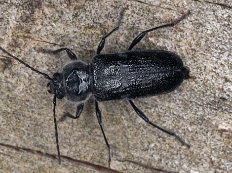 Old house borer larvae and wood damage illustration