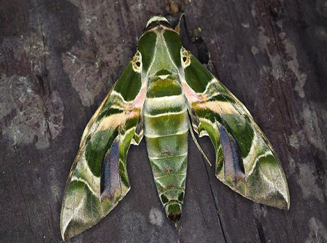Oleander hawk moth wings and flower interaction