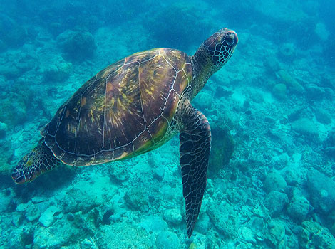 olive ridley sea turtle nesting arribada behavior