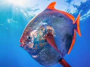 Opah fish and disc-shaped body with red fins