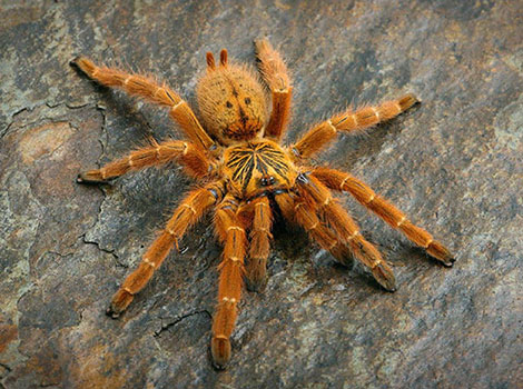 Orange baboon tarantula vibrant orange and African habitat