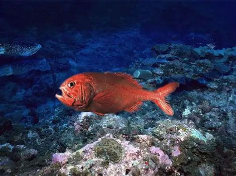 Orange roughy fish and deep-sea habitat